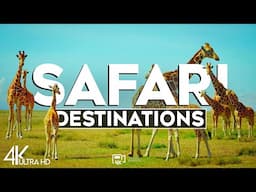 Top 10 Most Famous Big Game Safari Destinations - Travel Guide 2024