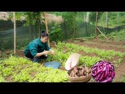 Harvesting Sweet Potatoes to Sell, Sugarcane Care, Growing Vegetables, Mountain Life | EP.96