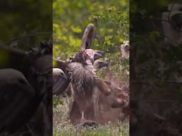 Vultures Fighting Over Carcass In Kruger! #shorts