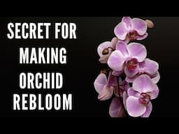 Try This and See How Your Orchids Rebloom|Secret for Making Orchid Rebloom|How To Make Orchid Flower