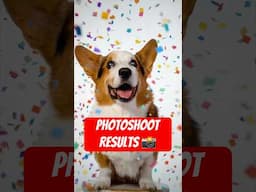 How I Got These Perfect CORGI Shots 📸