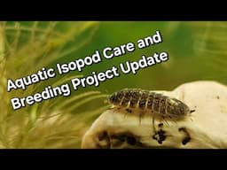 Aquatic Isopod Care Guide and Breeding Project Update