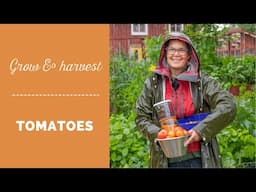 Grow and harvest tomatoes