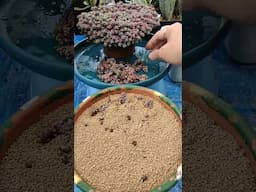 Sedum Dasyphyllum Lilac Mound propagation | bikolanahardinera #shortvideo #succulent #propagation