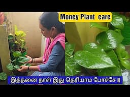 🌱Money plant- ல இவ்வளவு verity இருக்க / Money plant Growing tips#gardening