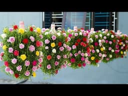 RECYCLE PLASTIC BOTTLES Into Stunning Balcony Gardens