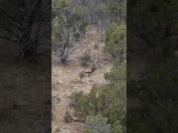 "I haven't seen that BIG a BULL in a long time" | 2017 Arizona Elk