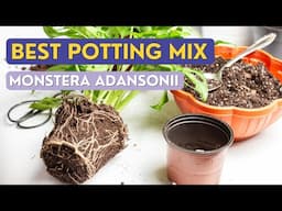 Soil Mix for Monstera Adansonii