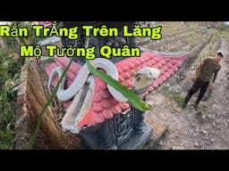 Kinh Hoàng Phát Hiện Rắn Hổ Mang Trắng Khổng Lồ Xuất Hiện Bên Trong Lăng Mộ Của Tướng Quân