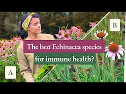 Echinacea for Immune Health - How Does it Work?