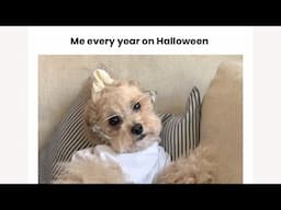 Me every year on Halloween