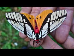 The suprising beauty of this moth will shock you (Milky tiger moth / Areas galactina)