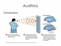 Sensory Adaptation