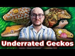 You Haven't Heard Of These Geckos But You'll Want Them All!