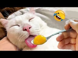 Funniest Animals 2023 😂 Best Cats and Dogs Videos 😻🐶 Part 17