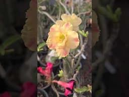 Rosa do deserto GF100 #shorts #plantas #rosasdodeserto #flores