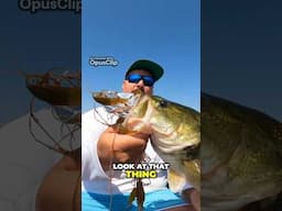 (Volume🎚️🆙) Bass Union Double Buzzbait SMOKED 💨 AT THE boat 🚤 #bassunion #fishing