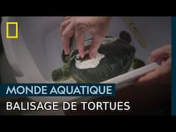 Pourquoi pose-t-on des balises sur ces tortues de mer ?