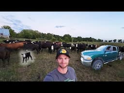 NEW CALVES AND NEW TRUCK!