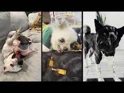 Funny and cute DOGS🐶Videos🔶 Сompilation  # 13🔶