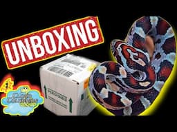 Unboxing Some Amazing Snakes 🐍