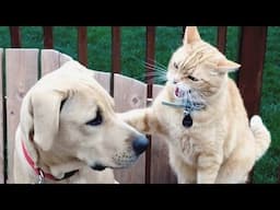 You Won't Believe What These Cats and Dogs Are Doing! 😂Funny Cat and Dog 2024