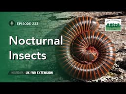 Nocturnal Insects - From the Woods Today - Episode 223