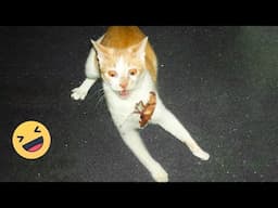 🤣HOLDING YOUR LAUGH while Watching these video😹 - Funny Cats Life