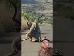 What Happened To This Huge Antelope?