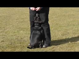 Dog Obedience - Novice recall 3 - present