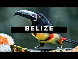 BELIZE TRAVEL DOCUMENTARY | Realm of the Howler Monkey 🇧🇿