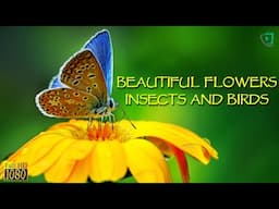 Beautiful Flowers, Insects, and Birds. Amazing Nature Video by Channel Home Video Media.