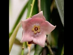 Two Beauties From PNG: Hoya yvesrocheri and Hoya paradisea