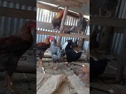 #shorts #short #shortvideo #kienyejichicken #chickenfarming #chicken #africa #farming  #farmer