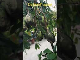 টবে বিলাতী আমড়া