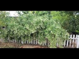 Sweet Almond bush, full sun plant, EXTREMELY fragrant, Phoenix AZ