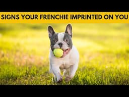 5 Signs Your French Bulldog Sees You as Their Parent