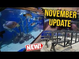 Early November Update: Fish, Tanks, and More