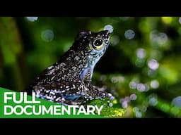 A Wildlife Odyssey - Southeast Asia's Island Paradise | Part 3 | Free Documentary Nature