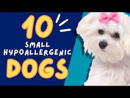 Top 10 Small Hypoallergenic Dogs 101