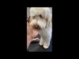 Doodle Grooming Tips and Tricks