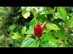 Red Button Ginger / Costus Woodsonii Plants / Full care