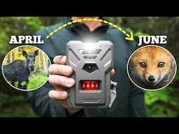 3 Months of trail cameras on my Wildlife Homestead (SPRING)