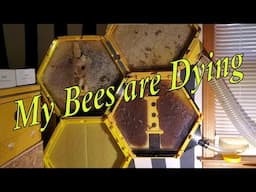 Part 8 3D Printed Bee Hive Update