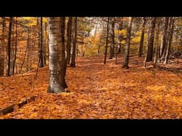 Encountered Snake & Woodpecker(1 hr Autumn Forest Walk) | ASMR Sounds of Leaves, Sticks, Wind, Birds