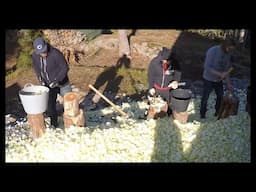 Chopping 12 000 onions: Time-lapse