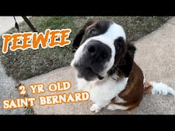 The Next Steps For My Epileptic Saint Bernard Puppy After 3rd Stay in the Hospital