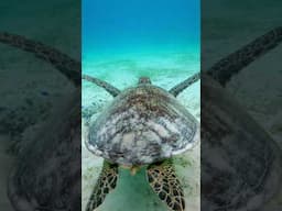 Green Sea Turtle cruising over sea grass. #shorts #wildlife #underwater #seaturtles