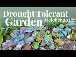 Drought Tolerant Garden Tour | October 2024