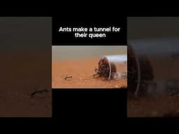 Ants dig a tunnel for their queen timelapse #queenant #antcolony #shorts #antkeeper #antfarm